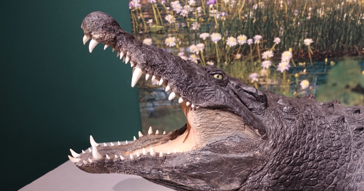 ニューギニアワニの頭部の剥製