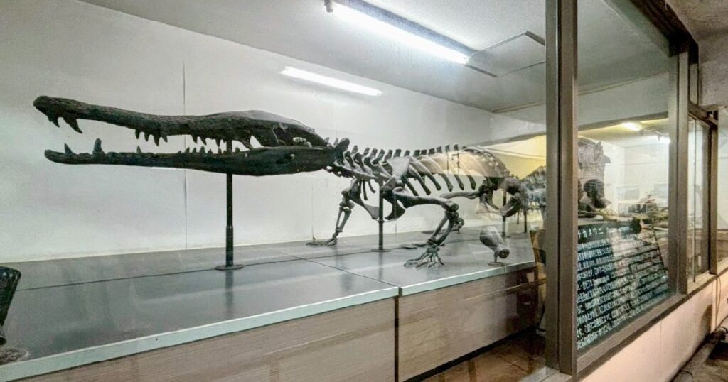 『マチカネワニ』の全身骨格標本