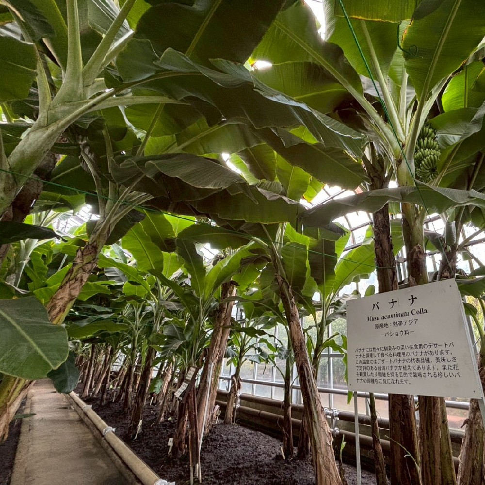 バナナの木々