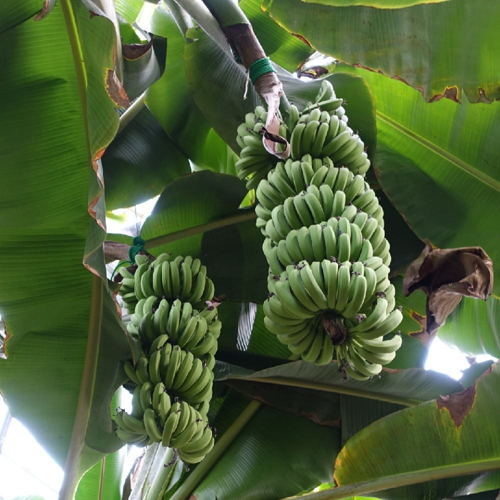 青々としたバナナ