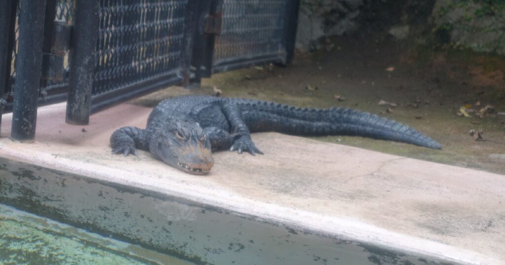 『ヨウスコウワニ』