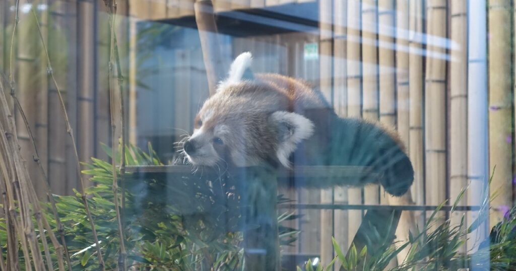 ニシレッサーパンダが寝転がる様子