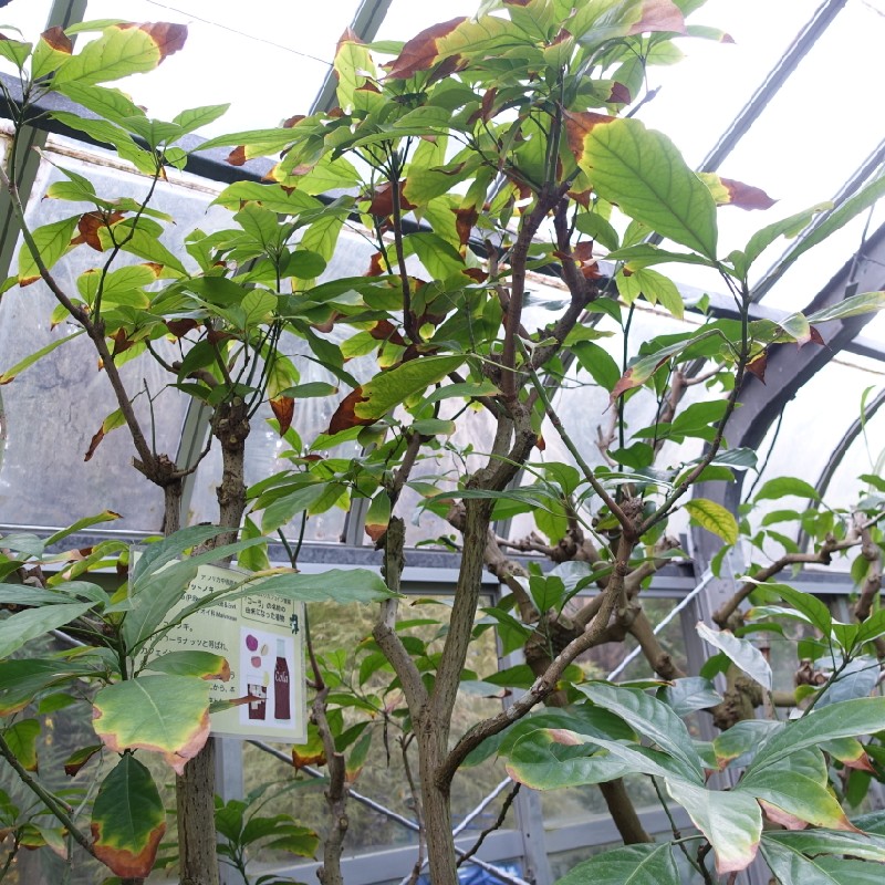 コラナットノキ