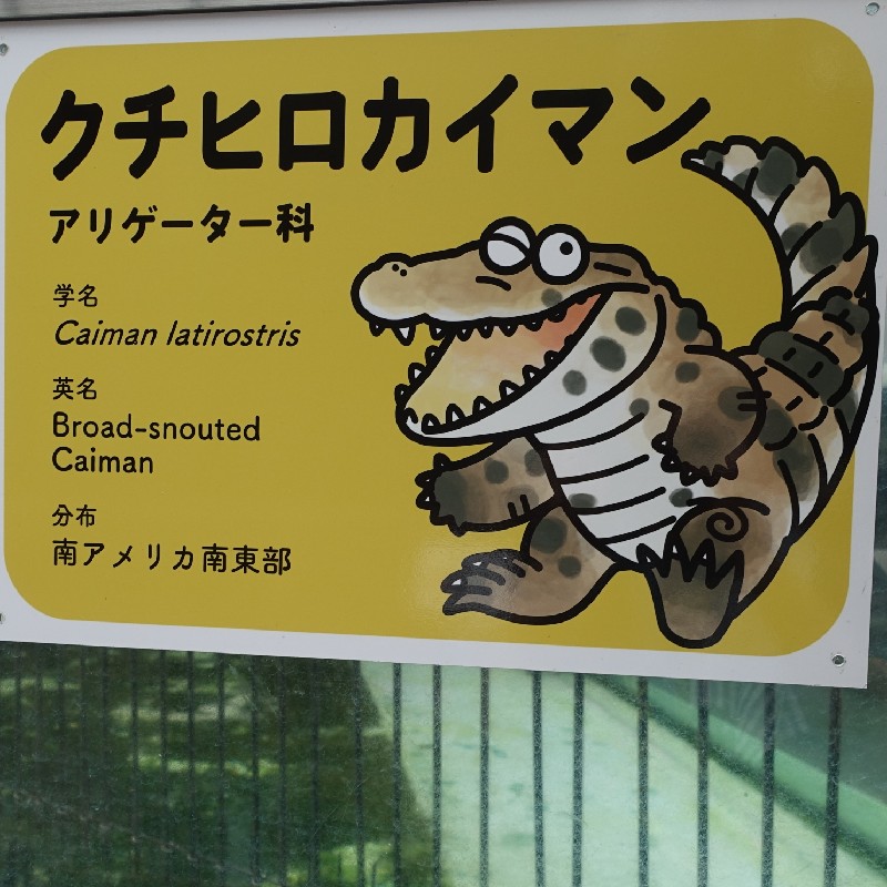 クチヒロカイマンの『ゆるワニ』