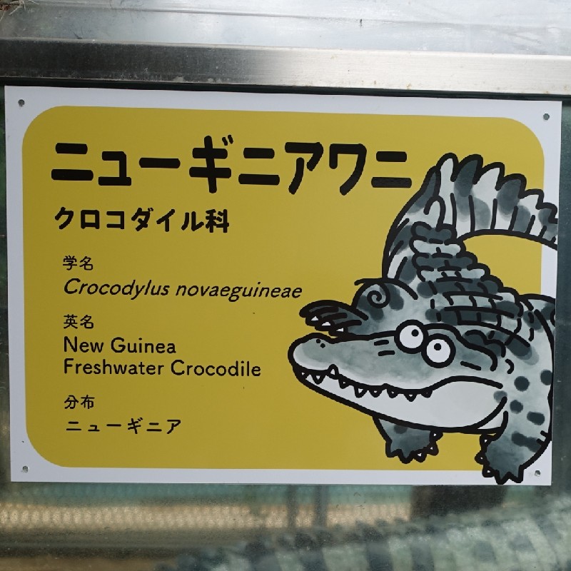 ニューギニアワニの『ゆるワニ』