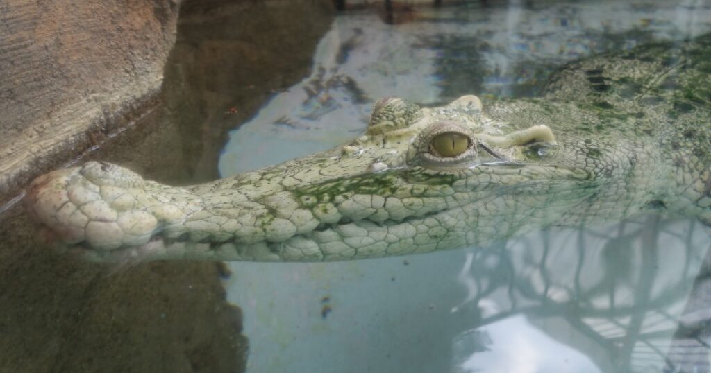 『イリエワニ(白変個体)』