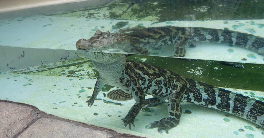 『クチヒロカイマン(?)』の立ち姿