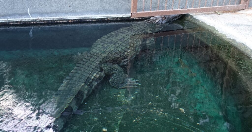 『マレーガビアル』 約2.5mでバナナワニ園最大