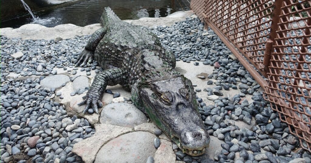 『メガネカイマン』