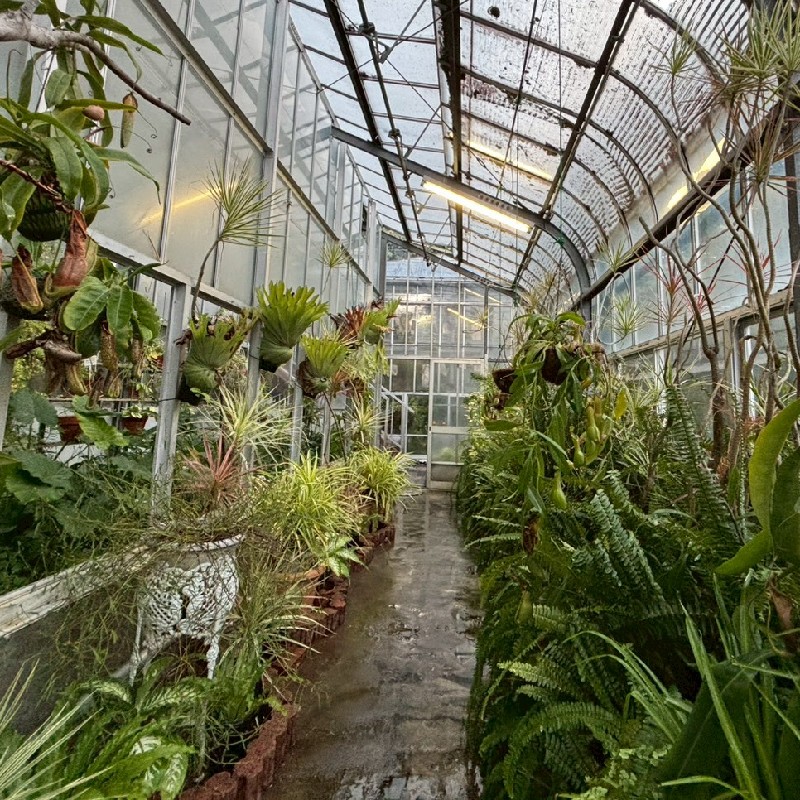 所狭しと植物が並ぶ様子