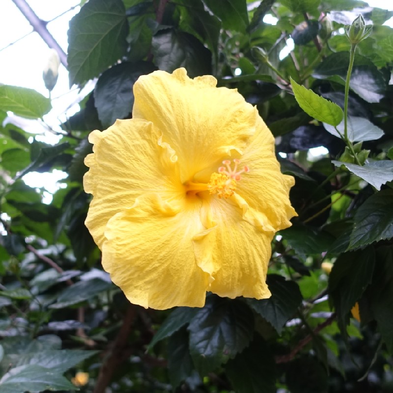 黄色のハイビスカス