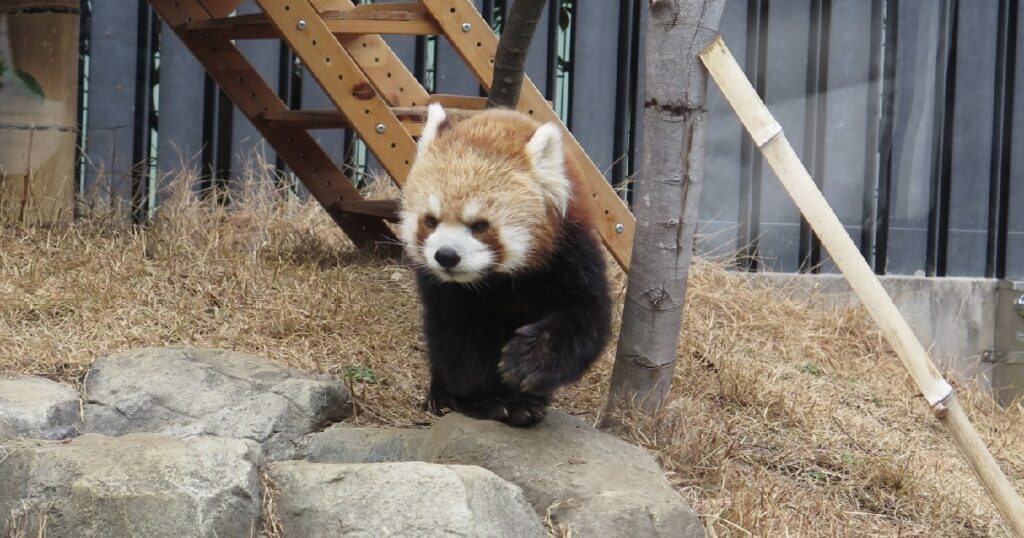 上野動物園の『シセンレッサーパンダ』