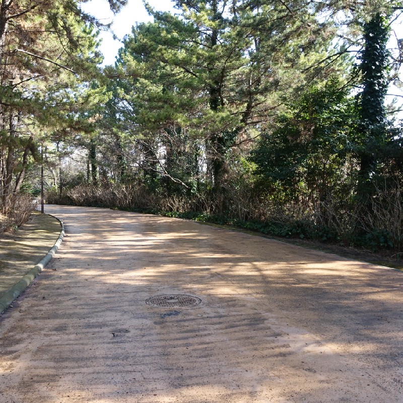 緩やかな坂道が続く