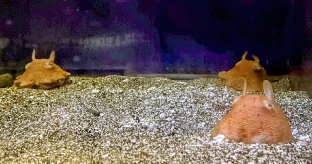 生きているメンダコ3個体