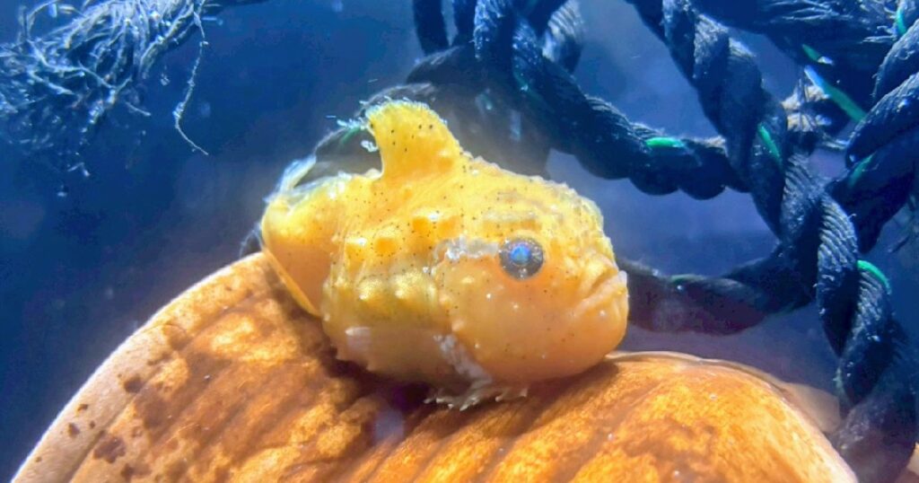 癒し系な体型 『フウセンウオ』