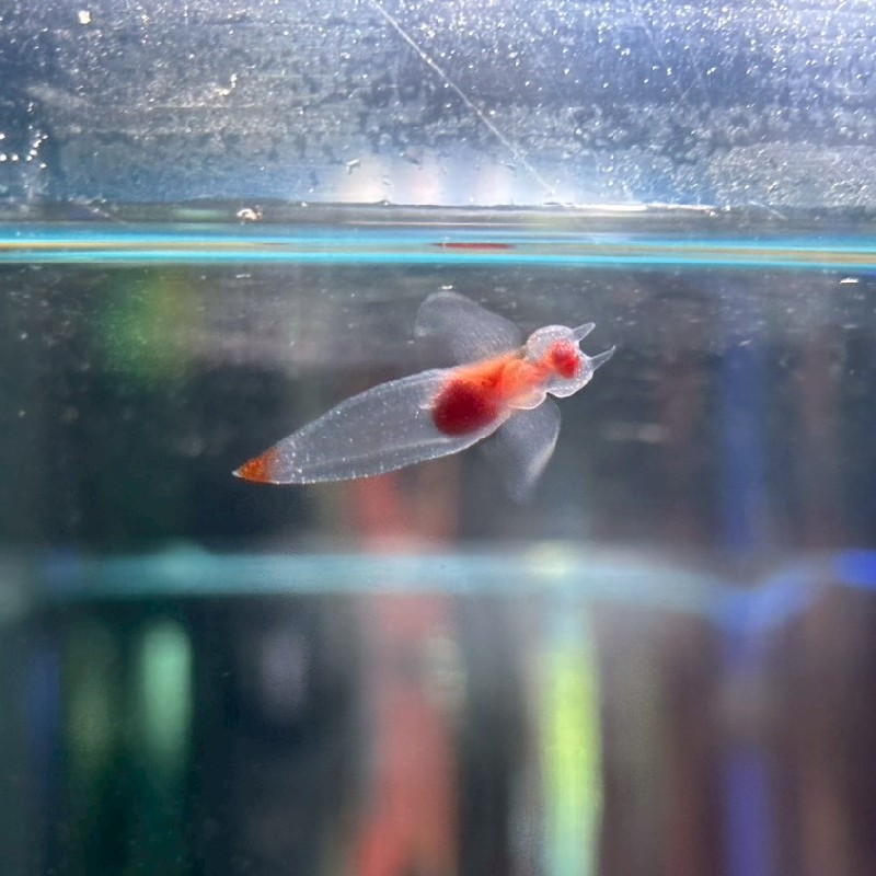 大きなクリオネ