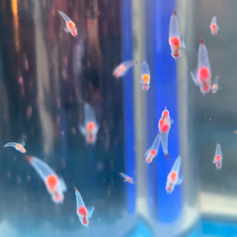 泳ぎまくる多くの『クリオネ』