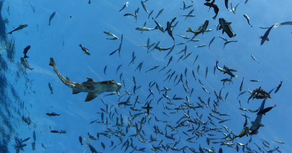 フィーディングタイムで泳ぐサメとイワシの大群