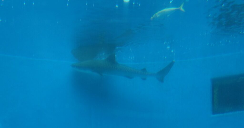 表層を泳ぐイタチザメ