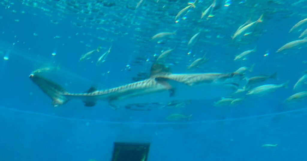 トラ模様が見えるイタチザメ