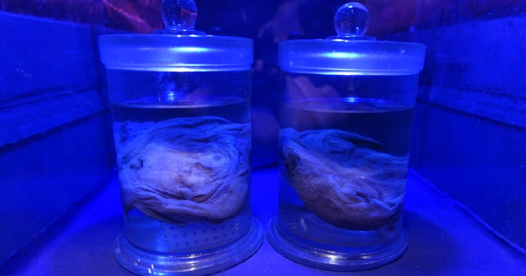 メンダコの標本