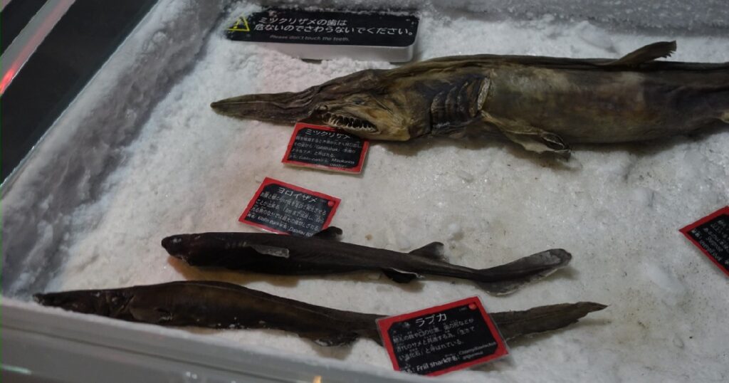『ミツクリザメ』や『ラブカ』の冷凍標本