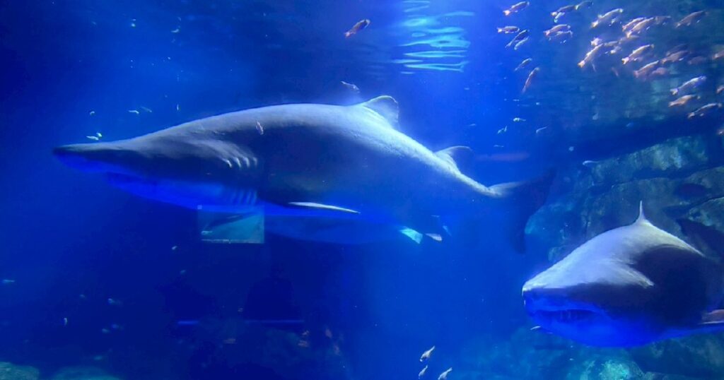 ゆっくりと泳ぐ『シロワニ』