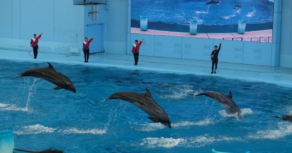 一糸乱れぬ『バンドウイルカ』のジャンプ!