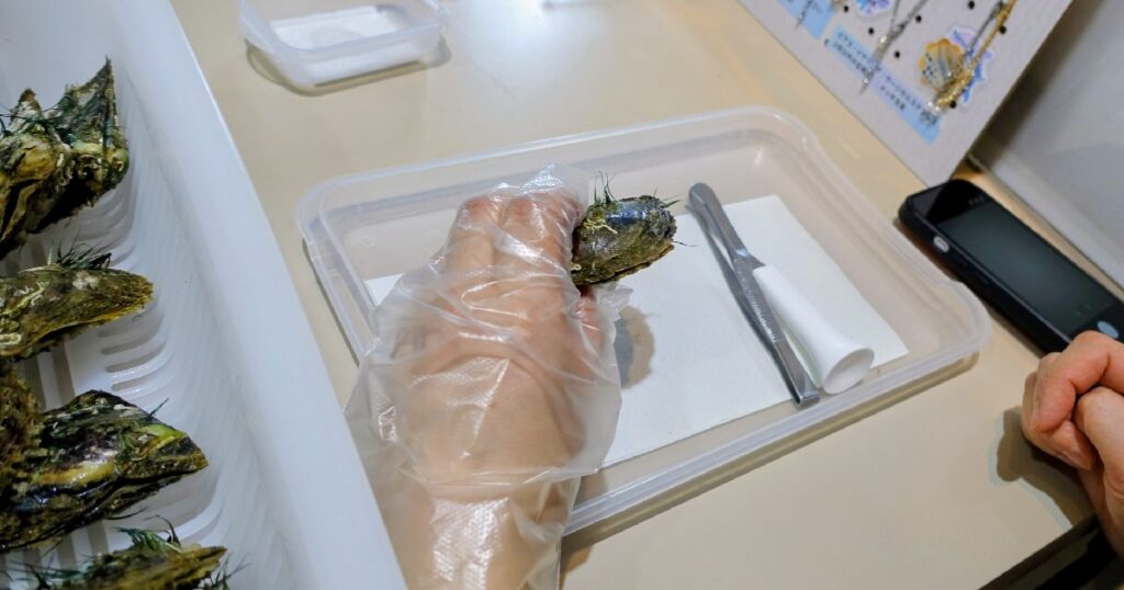 アコヤガイを開こうとする様子