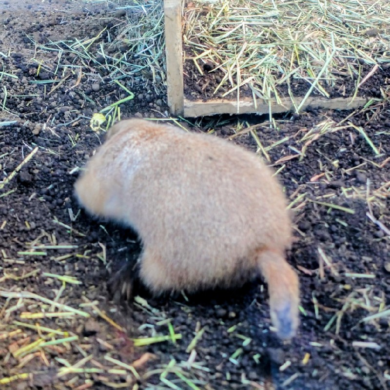 穴を掘るプレーリードッグ1