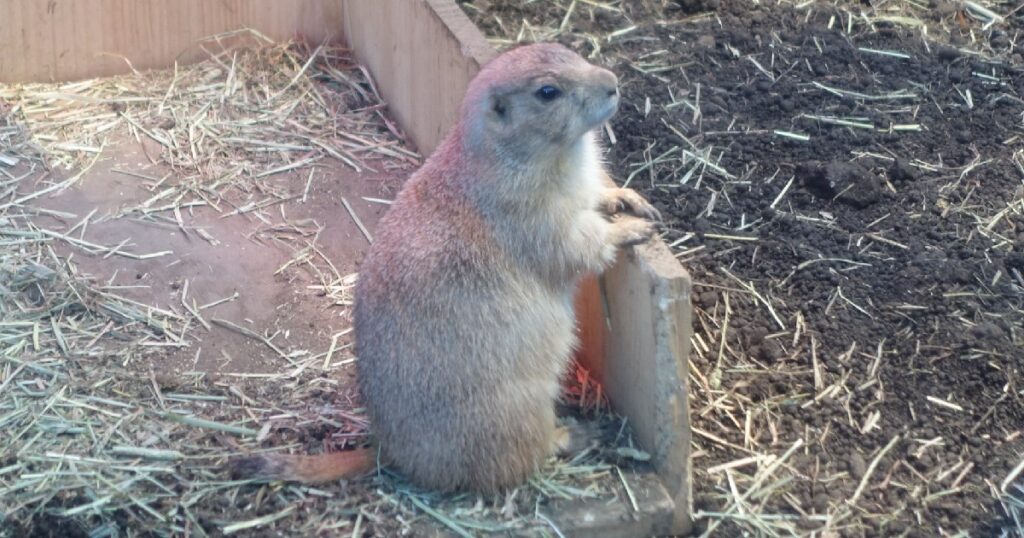 ヒーターの近くで暖まっている『プレーリードッグ』