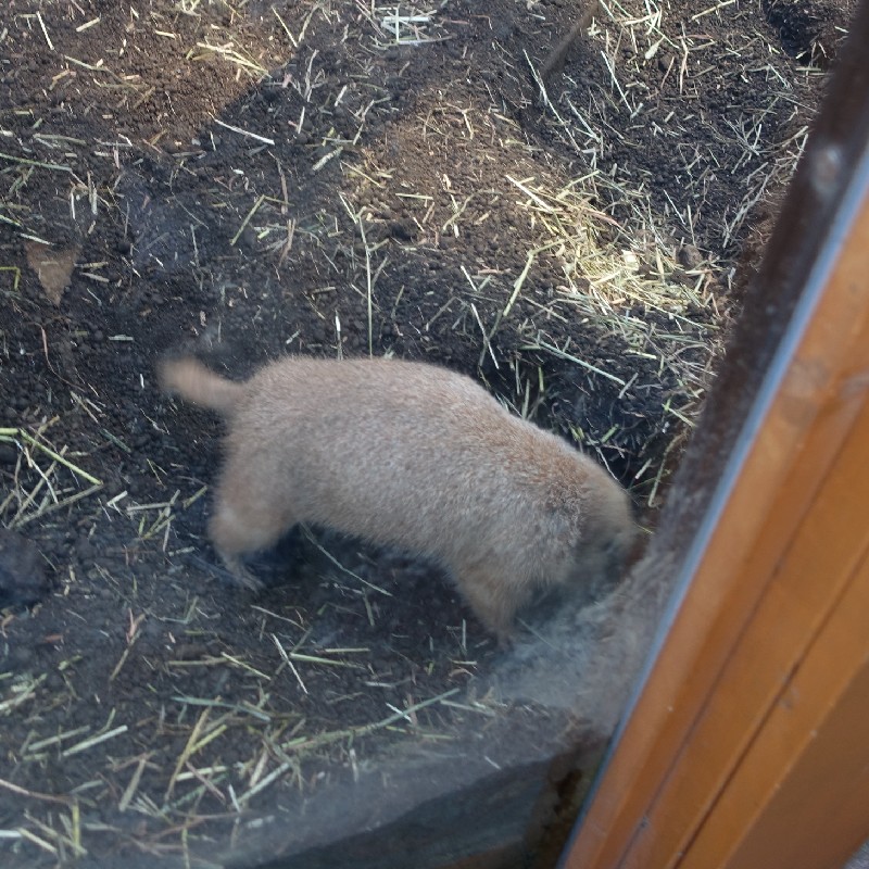 穴を掘るプレーリードッグ2