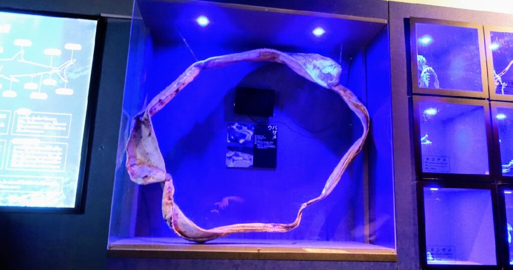 『ウバザメ』の顎の標本