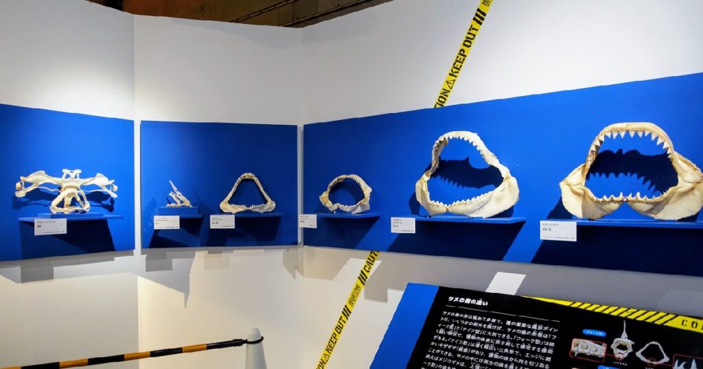 サメの顎の標本が並ぶ　１番右が『ホホジロザメ』、その左隣が『イタチザメ』