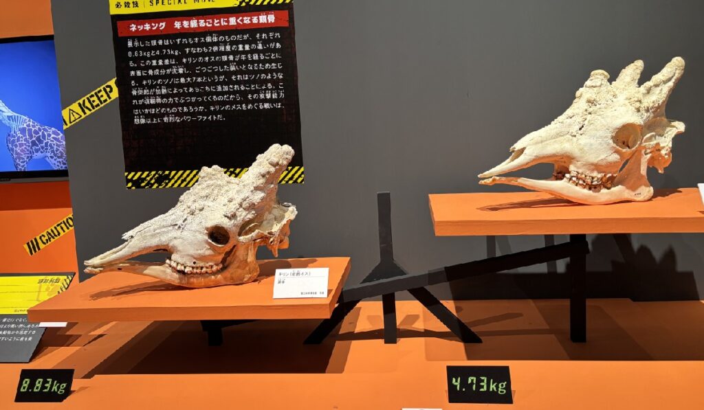 オスの老齢キリン(左)と若齢キリン(右)の頭骨重量の比較
