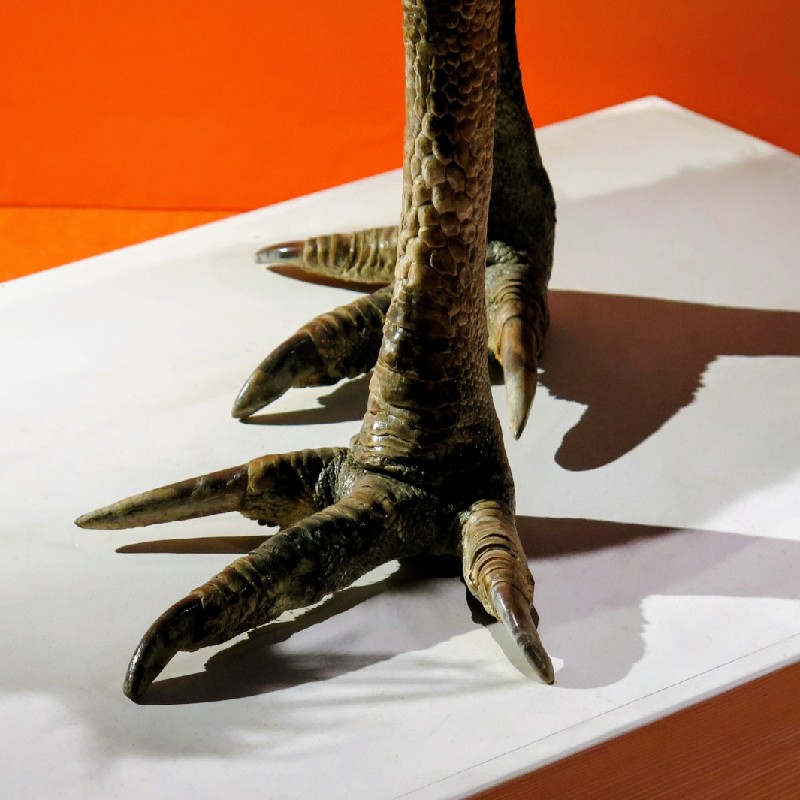 ヒクイドリの足の爪