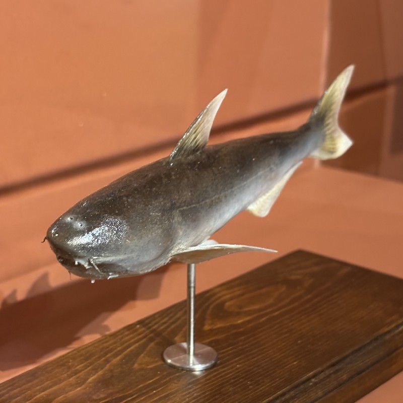 『カンディル』の剥製