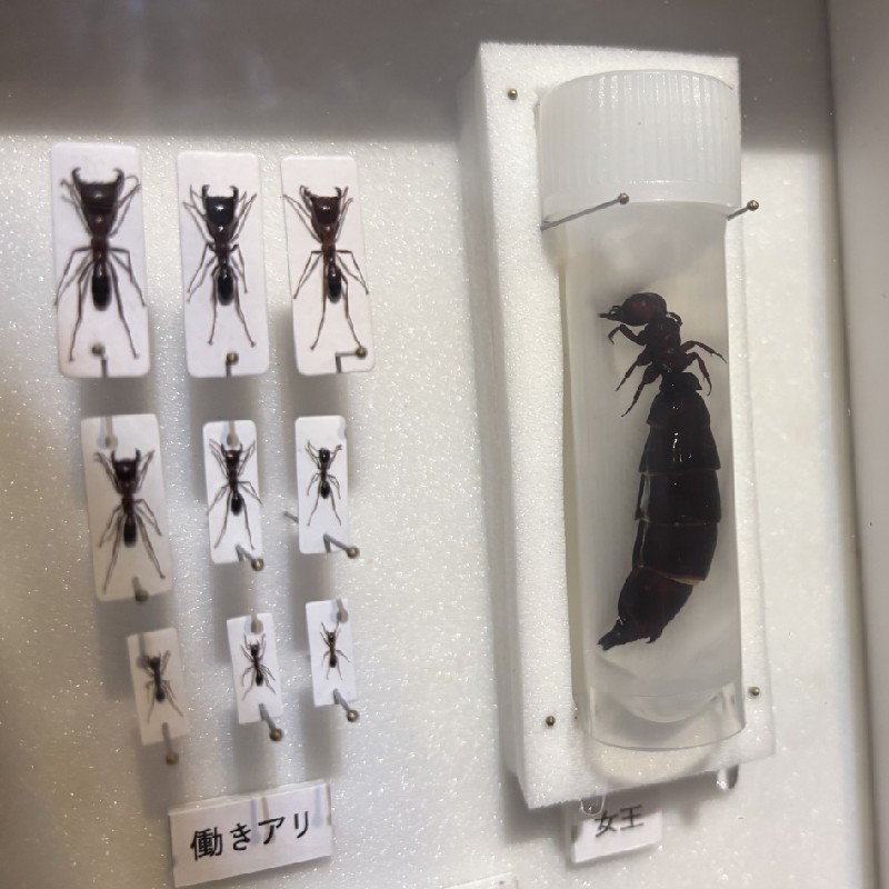 サスライアリの働きアリ(左)と女王(右)