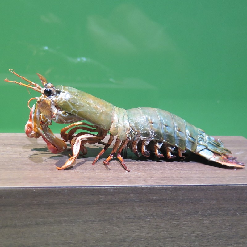 『モンハナシャコ』の剥製標本　生きている状態ではもっと色鮮やか