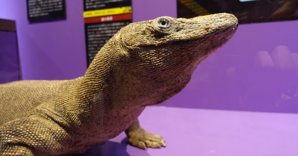 『コモドオオトカゲ』の顔のアップ