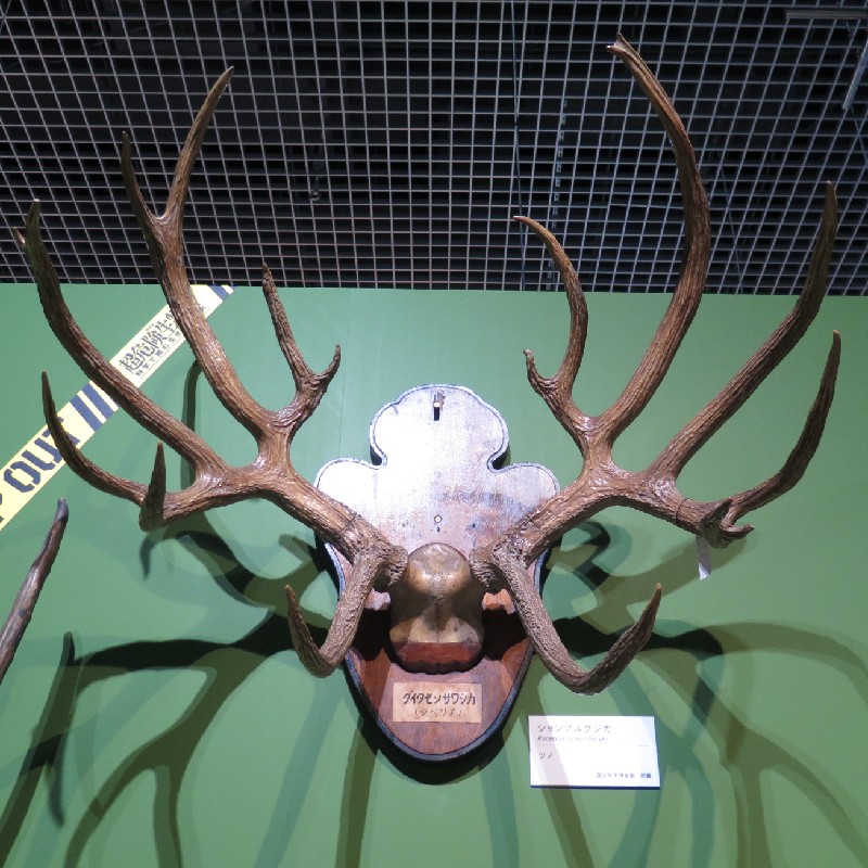 『ションブルグジカ』の角