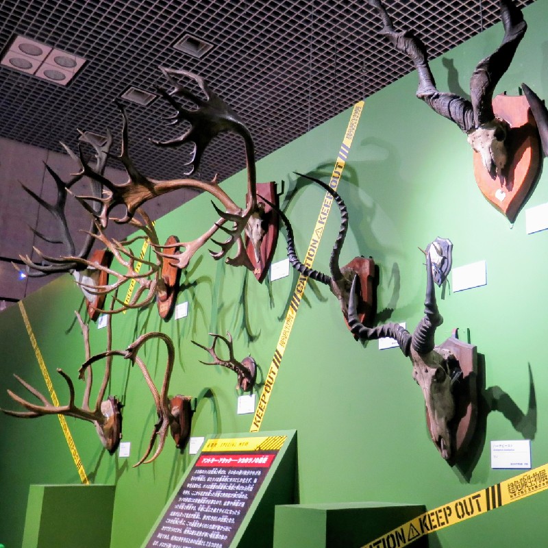 立派な鹿の角の数々