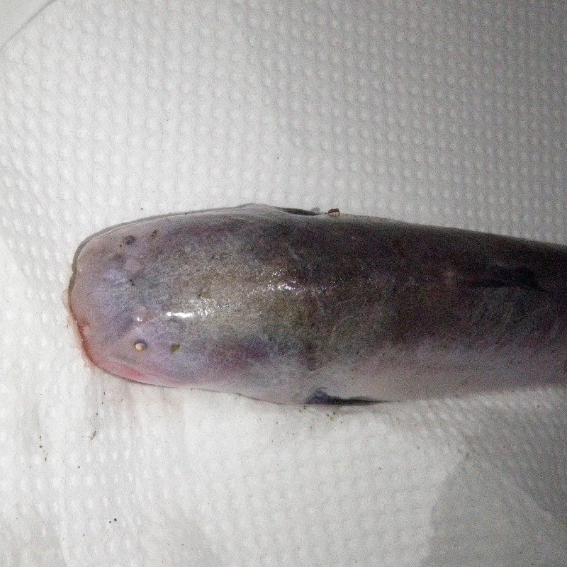 夜釣りで捕獲した『カンディル』の１種　2010年アマゾン川にて撮影