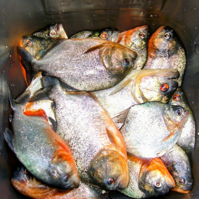 １日で８種類ものピラニアが釣れた