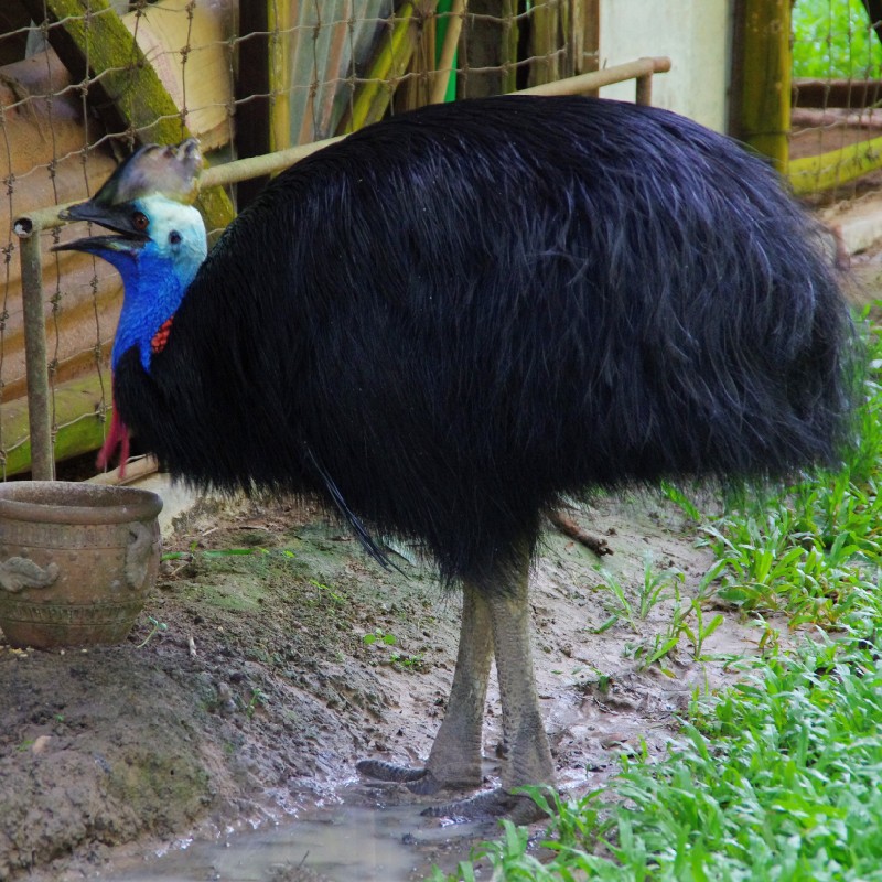 ヒクイドリ　2015年撮影　ラオス動物園(現在休園中)にて　首元には、名前の由来の赤い肉垂が見える