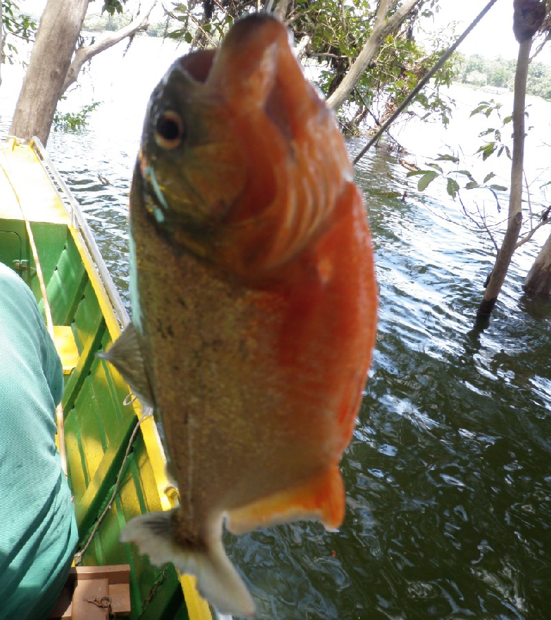 釣れたての『ナッテリー(多分)』　2010年アマゾン川にて撮影