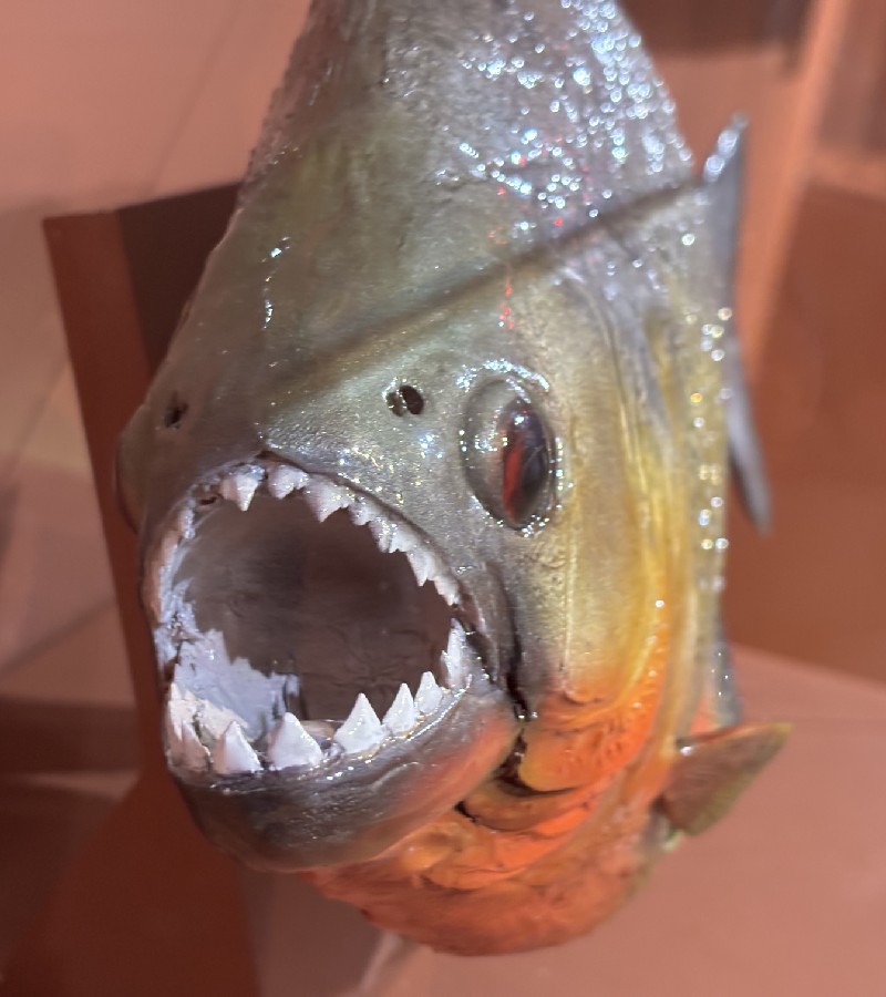 『ピラニア・ナッテリー』の剥製標本　鋭い歯！