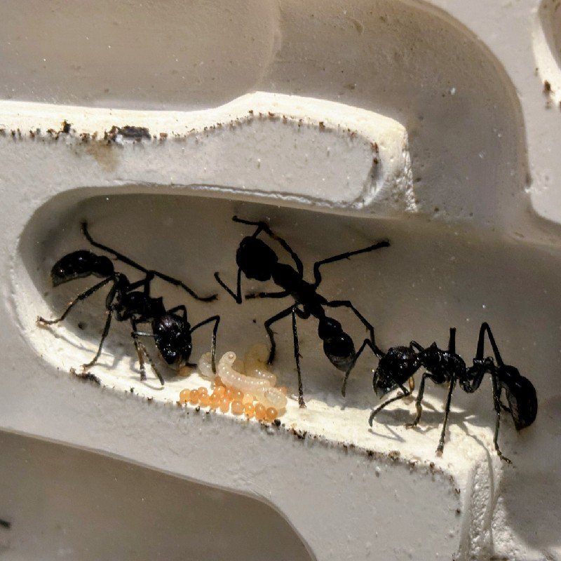 『サシハリアリ(パラポネラ)』の生体展示　第２会場