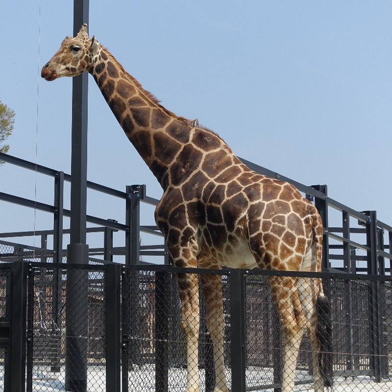 キリン　2026年3月撮影　浜松市動物園にて