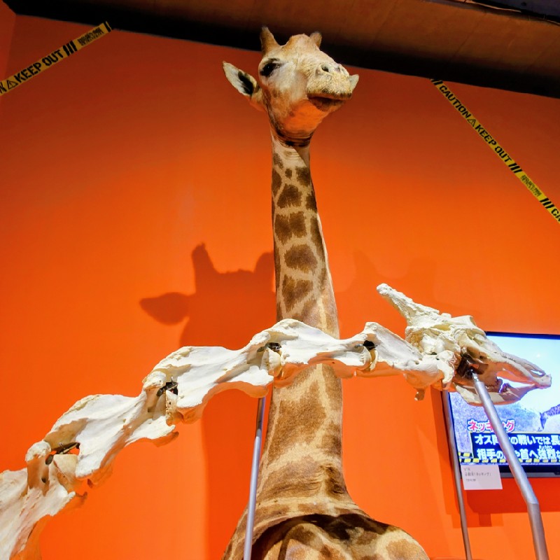 『ネッキング』をしている骨キリン